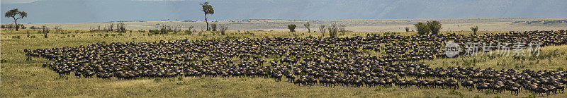 蓝色角马(Connochaetes taurinus)，又称普通角马、白胡子角马或有斑纹的牛羚，是一种大型羚羊。肯尼亚马赛马拉国家保护区。迁移。